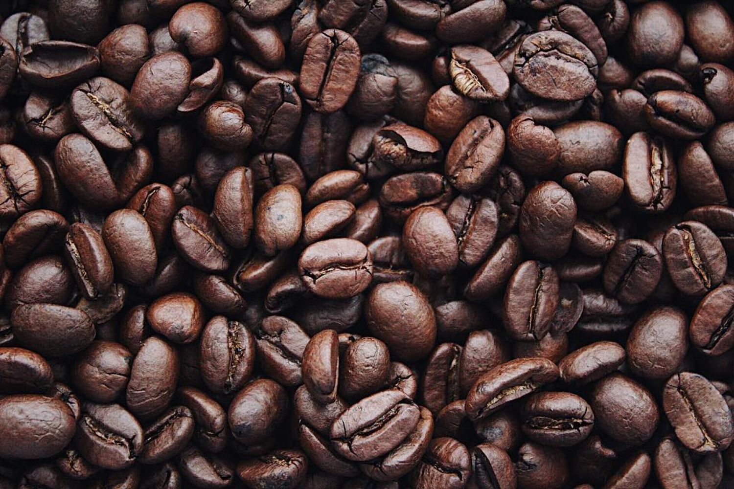 Freshly roasted coffee beans spilling from a scoop